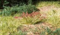 FS643 Woodland Scenics Field Grass System Tuft-Tac