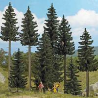 6391 Busch Spruce Forest