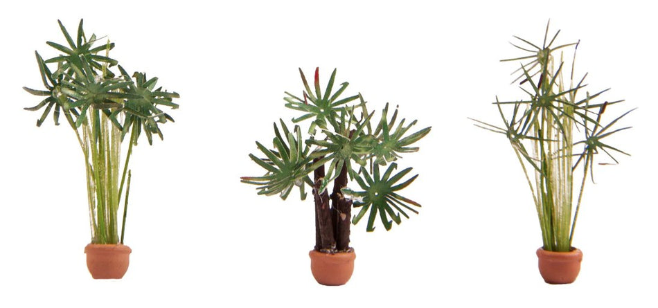 14024 Noch Palms (3) Ornamental Plants