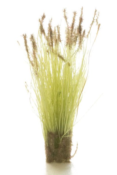 FS779 Woodland Scenics Brown Tipped Prairie Grass