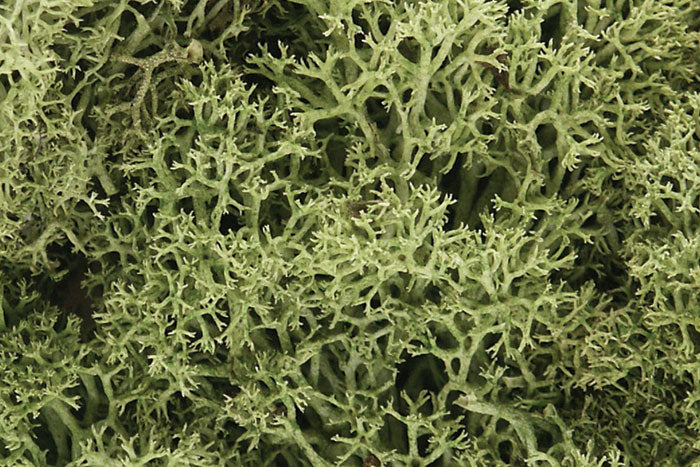 L161 Woodland Scenics Lichen Spring Green