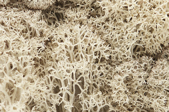 L166 Woodland Scenics Lichen Natural