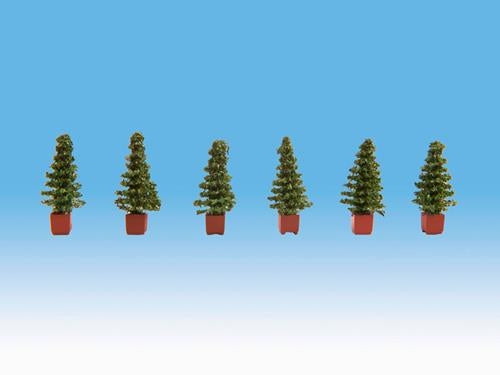 14021 Noch Thuja (6) Ornamental Plants
