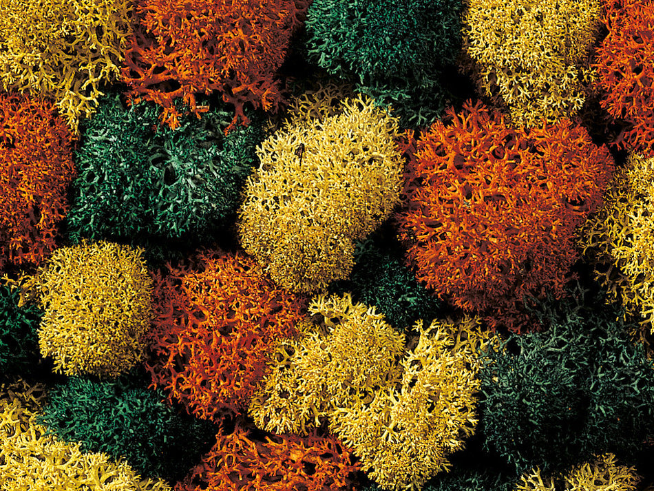 GM1600 GM166 Gaugemaster Lichen Mixed Colours 80g