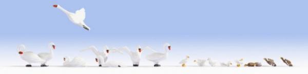 15774 Noch Swans and Ducks