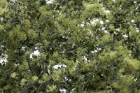 F1133 Woodland Scenics fine Leaf Foliage, Olive Green 75 cu"