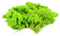 GM164 Gaugemaster Lichen Light Green 80 grams