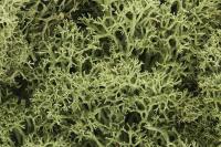 L161 Woodland Scenics Lichen Spring Green 1.4L