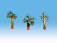14024 Noch *Palms (3) Ornamental Plants