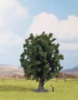25860 Noch Oak Tree