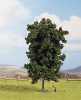 25895 Noch Horse Chestnut Tree