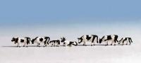 45721 Noch Black and White Cows (7) Figure Set